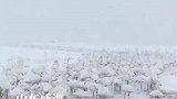 大量天鹅在雪中聚集，进食喝水