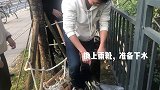 排水管白狸花：救我出来，带你去爱丽丝猫咪仙境！ 流浪猫