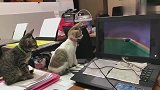 两只小猫咪成精了，居然在这里看动画片
