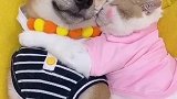 这么和谐的狗狗猫咪你们见过没有