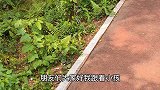 小孩子在公园里发现一条蛇，走近一看这蛇有4条腿，跑得真快