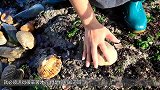 女孩沙滩上捡到鲍鱼，刨开后取出五彩珍珠，这运气太好了