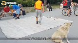 男子街头街舞表演，不料一只狗狗前来“砸场子”镜头拍下全过程