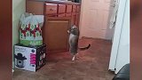 猫躺在地毯上，慵懒地摇晃着身体，这景象真是太搞笑了