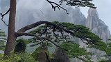 享誉四海皆胜名，千年不倒迎客松，奇山奇松引人涌，万物生养自然