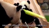熊猫宝宝得到一根极品竹笋，吃得正香时妈妈来了，下一秒憋住别笑