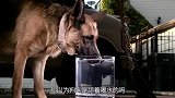 狗狗是舔着喝水的吗镜头放慢倍，原来被骗了这么多年