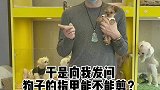 新手养狗｜狗狗指甲能不能剪⁉️指甲过长对狗狗有什么影响⁉️