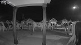 美国一群逃跑的奶牛半夜闯进居民区 在草坪上大快朵颐