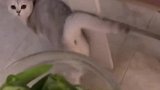 爱吃青菜的猫咪