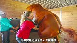 10件让你会说“哇”的事情，看美国如何培育最优质的马！