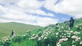 草原芍药花开季