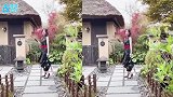 李若彤穿开衩旗袍，大秀好身材，54岁依旧堪比少女