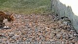 黄鼠狼作死挑逗猫咪，一口将猫咪锁喉，结果会怎样呢