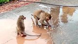 在水里玩什么呢？猴子觉得很新奇！
