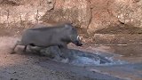 疣猪正在喝水，不料被鳄鱼一口“爆头”，下一秒剧情神反转