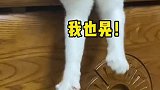 小猫咪的模仿能力到底有多强？网友：送孩子上学去吧，孩子大了