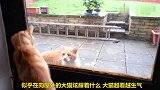 小猫隔着玻璃挑衅大猫，大猫愤怒了，结果是这样
