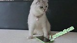 猫咪总是偷玩手机，妈妈说了也不听！猫猫：手机真是个好东西呀！