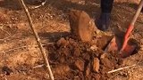 虎子不是白养的，早晚有用狗之日