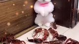 萌宠茶杯犬爽游贵州