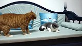 流浪猫被捡回家后打遍所有原住猫，果然是混过江湖的猫，太厉害了