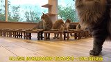 猫咪大家庭在一起吃饭，太壮观了