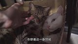 养了只怕冷的狸花猫，37度高温都要黏紧大猫，铲屎官：不热吗！