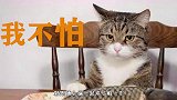 猫咪吃鱼为什么不怕鱼刺？镜头放大100倍：原因就很明显了
