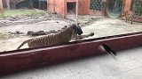 猫你吓我干啥，我可是你师傅！