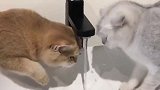 花猫：你喝不上水怪谁谁让你这么胖了啊！
