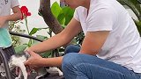 叨乐知道今天要直播，特地沐浴更衣来和朋友们见面田园生活 山东生活日记 猫