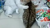 猫：今天不给我买小鱼干，我就不走了！