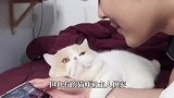 在这个国家见不到一只流浪猫，得知真相后，感觉一阵心酸！