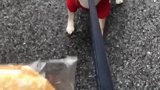 狗子：我才不走，给吃的我也不走！