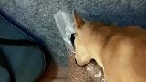 狗狗吃完狗粮竟然知道自己封袋