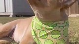狗狗因为失明被遗弃，新主人收留后它重新被爱
