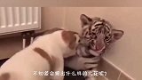 小猫咪进了老虎笼子，还挠老虎的鼻子，老虎的举动令人十分惊讶！
