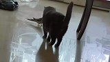 猫咪学鸟走路，鸟都惊呆了，没想到猫这么坏