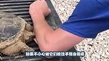 谁说乌龟是吃素的不仅吃肉还凶猛，看看这只老鼠的遭遇