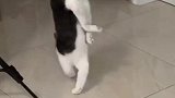 猫咪打架气势很重要