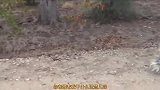 搞笑配音豪猪可真不是好惹的，豹子真是伤敌一千自损八百