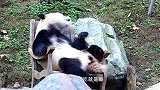 国宝熊猫真的是憨态可掬，这模样有几人抵挡得住，好想抱回家