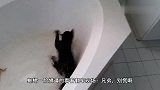 猫咪围观蜥蜴洗澡，一不小心掉进浴缸，场面一度爆笑
