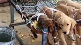 汪汪队集体打吊瓶，满面愁容逗笑路人