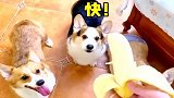 养狗后必做的事，柯基们要被玩坏了！