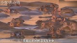 河马被鬣狗围攻，然而河马竟然无法挣扎，原因到底是为何呢？