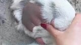 第一视角感受，把玩大猫爪子有多刺激