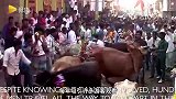 看着真疼! 印度牛群踩人是祈福仪式, 被牛碰到会好运!