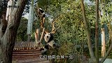 熊猫宝宝一天洗几次澡饲养员：一不留神怎么就成泥团了